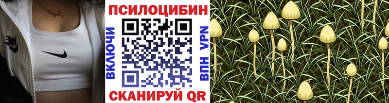 Галлюциногенные грибы Psilocybe Моздок