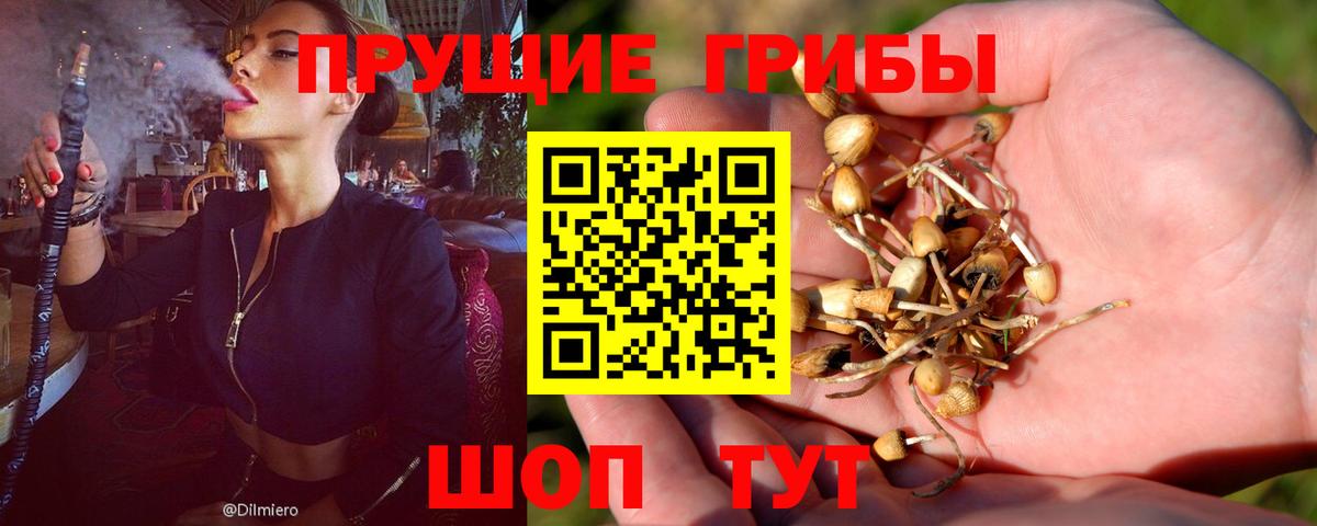 Галлюциногенные грибы Psilocybe Моздок